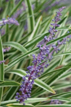 Variegated Liriope - Lilyturf - 36 Pack Of 3.5" Pint Pots -Lawn Starter Shop Liriope Variegata 7