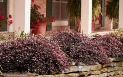 Purple Pixie Loropetalum - 6 Pack Of 1 Gallon Pots -Lawn Starter Shop Loropetalum Purple Pixie 102 1