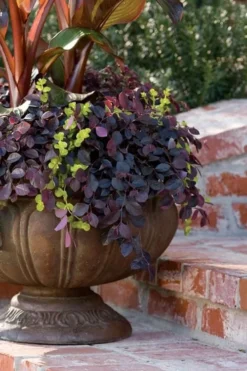Purple Pixie Loropetalum - 3 Gallon Pot -Lawn Starter Shop Loropetalum Purple Pixie 104