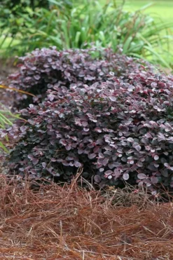 Purple Pixie Loropetalum - 6 Pack Of 1 Gallon Pots