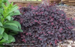 Purple Pixie Loropetalum - 6 Pack Of 1 Gallon Pots -Lawn Starter Shop Loropetalum Purple Pixie 12 1