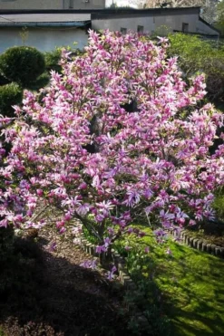 Betty Magnolia Tulip Tree - 1 Gallon Pot -Lawn Starter Shop Magnolia Betty 7