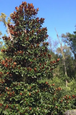 Brackens Brown Beauty Magnolia - 5 Gallon Pot 10 Brackens Brown Beauty Magnolia - 5 Gallon Pot -Lawn Starter Shop Magnolia Bracken Brown Beauty 500x750 4