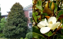 Brackens Brown Beauty Magnolia - 5 Gallon Pot 11 Brackens Brown Beauty Magnolia - 5 Gallon Pot -Lawn Starter Shop Magnolia Brackens Brown Beauty 1 3