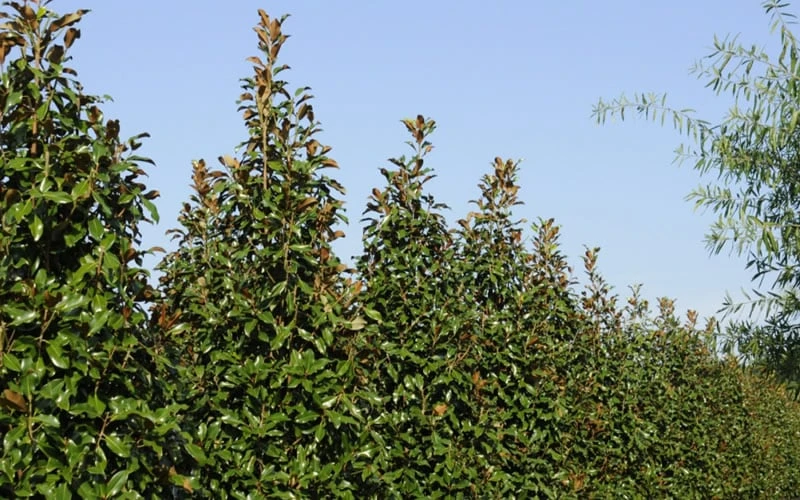 Brackens Brown Beauty Magnolia - 7 Gallon Pot (3-4') 7 Brackens Brown Beauty Magnolia - 7 Gallon Pot (3-4') - Image 7