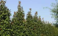 Brackens Brown Beauty Magnolia - 5 Gallon Pot 13 Brackens Brown Beauty Magnolia - 5 Gallon Pot -Lawn Starter Shop Magnolia Brackens Brown Beauty 6 3