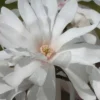 Centennial Star Magnolia - 3 Gallon Pot