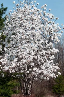 Centennial Star Magnolia - 1 Gallon Pot -Lawn Starter Shop Magnolia Centennial 19 1