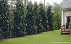 Claudia Wannamaker Southern Magnolia - 5 Gallon Pot -Lawn Starter Shop Magnolia Claudia Wannamaker 2 3