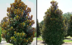 D. D. Blanchard Southern Magnolia - 5 Gallon Pot -Lawn Starter Shop Magnolia DD Blanchard