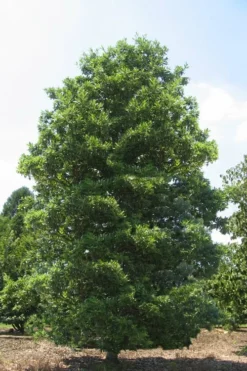 Green Shadow Sweetbay Magnolia Tree (Magnolia Virginiana) - 1 Gallon Pot -Lawn Starter Shop Magnolia Green Shadow Sweetbay Mature