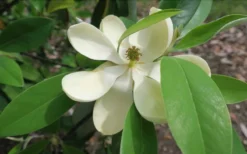 Green Shadow Sweetbay Magnolia Tree (Magnolia Virginiana) - 1 Gallon Pot -Lawn Starter Shop Magnolia GreenShadow Sweet Bay Flower 2