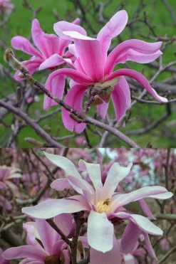 Leonard Messel Star Magnolia - 3 Gallon Pot -Lawn Starter Shop Magnolia Leonard Messel 21