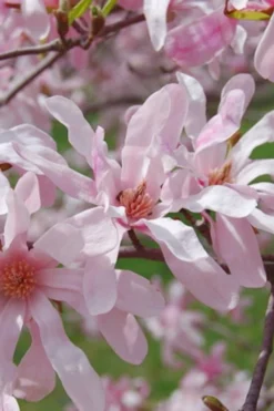Leonard Messel Star Magnolia - 3 Gallon Pot
