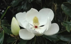Little Gem Dwarf Southern Magnolia - 7 Gallon Pot (4-5') -Lawn Starter Shop Magnolia Little Gem Bloom 2 1