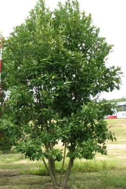 Moonglow Sweetbay Magnolia Tree (Magnolia Virginiana 'Jim Wilson') - 3 Gallon Pot 10 Moonglow Sweetbay Magnolia Tree (Magnolia Virginiana 'Jim Wilson') - 3 Gallon Pot -Lawn Starter Shop Magnolia Moonglow Sweetbay 6