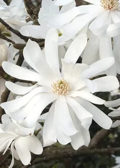 Royal Star Magnolia - 1 Gallon Pot -Lawn Starter Shop Magnolia Royal Star 10 2