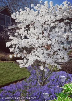 Royal Star Magnolia - 3 Gallon Pot -Lawn Starter Shop Magnolia Royal Star 12 1