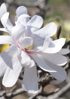 Royal Star Magnolia - 2 Gallon Pot