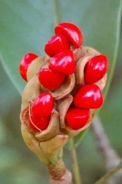 Sweetbay Magnolia - 7 Gallon Pot (4-5') -Lawn Starter Shop Magnolia Sweet Bay 14 2