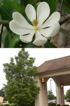 Sweetbay Magnolia - 7 Gallon Pot (4-5') -Lawn Starter Shop Magnolia Sweetbay 2 500x750 2