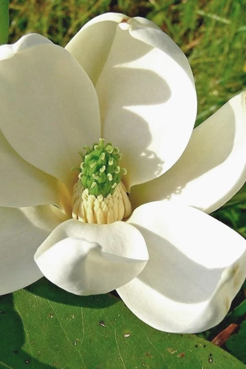 Moonglow Sweetbay Magnolia Tree (Magnolia Virginiana 'Jim Wilson') - 3 Gallon Pot 1 Moonglow Sweetbay Magnolia Tree (Magnolia Virginiana 'Jim Wilson') - 3 Gallon Pot