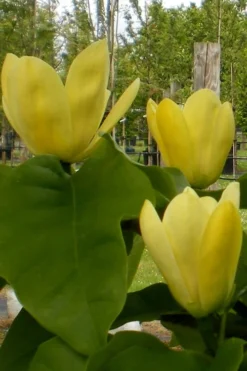 Yellow Bird Magnolia Tulip Tree - 1 Gallon Pot -Lawn Starter Shop Magnolia Yellow Bird 10 1