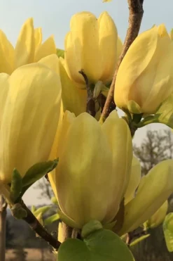 Yellow Bird Magnolia Tulip Tree - 1 Gallon Pot -Lawn Starter Shop Magnolia Yellow Bird 14 1