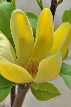 Yellow Bird Magnolia Tulip Tree - 3 Gallon Pot 15 Yellow Bird Magnolia Tulip Tree - 3 Gallon Pot -Lawn Starter Shop Magnolia Yellow Bird 16