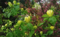 Yellow Bird Magnolia Tulip Tree - 1 Gallon Pot -Lawn Starter Shop Magnolia Yellow Bird 18 1