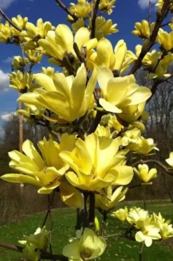 Yellow Bird Magnolia Tulip Tree - 3 Gallon Pot 17 Yellow Bird Magnolia Tulip Tree - 3 Gallon Pot -Lawn Starter Shop Magnolia Yellow Bird 32