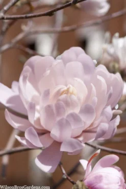 Centennial Blush Star Magnolia - 3 Gallon Pot -Lawn Starter Shop Magnolia stellata centennial blush 3