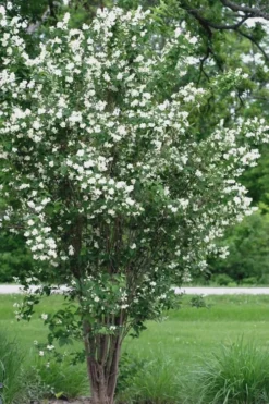 Mock Orange - Philadelphus X Virginalis - 3 Gallon Pot -Lawn Starter Shop Mock Orange 13
