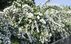 Mock Orange - Philadelphus X Virginalis - 3 Gallon Pot -Lawn Starter Shop Mock Orange Natchez 1