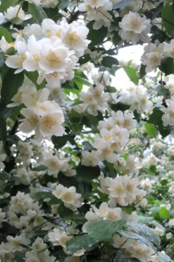 Mock Orange - Philadelphus X Virginalis - 3 Gallon Pot -Lawn Starter Shop Mock Orange Philadelphus 10