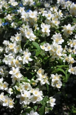 Mock Orange - Philadelphus X Virginalis - 3 Gallon Pot -Lawn Starter Shop Mock Orange Philadelphus 8