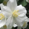 Mock Orange - Philadelphus X Virginalis - 3 Gallon Pot