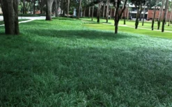 Tall Mondo Grass - 18 Count Flat Of Pint Pots -Lawn Starter Shop Mondo Grass 21