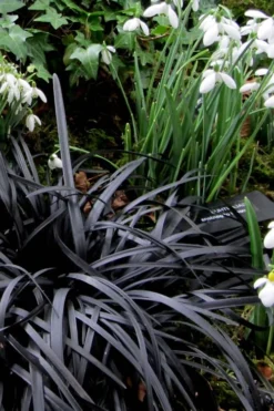 Black Mondo Grass (Ophiopogon Planiscapus 'Nigrescens') - 6 Pack Of Pint Pots -Lawn Starter Shop Mondo Grass Black 11
