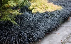 Black Mondo Grass (Ophiopogon Planiscapus 'Nigrescens') - 6 Pack Of Pint Pots -Lawn Starter Shop Mondo Grass Black 12