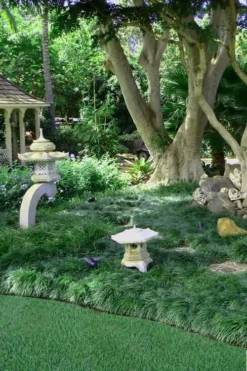 Tall Mondo Grass - 18 Count Flat Of Pint Pots -Lawn Starter Shop Mondo Grass Black 25