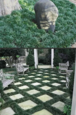 Dwarf Mondo Grass - 18 Count Flat Of Pint Pots -Lawn Starter Shop Mondo Grass Dwarf Rev 500x750 2