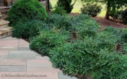 Harbor Belle Dwarf Nandina - 6 Pack Of 1 Gallon Pots -Lawn Starter Shop Nandina Harbor Belle 11