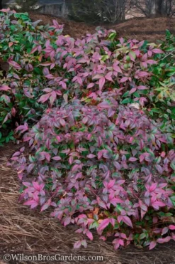 Harbor Belle Dwarf Nandina - 6 Pack Of 1 Gallon Pots