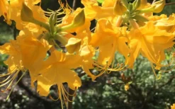 Admiral Semmes Native Azalea - Rhododendron - 1 Gallon Pot -Lawn Starter Shop Native Azalea Admiral Semmes 12