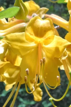 Admiral Semmes Native Azalea - Rhododendron - 1 Gallon Pot -Lawn Starter Shop Native Azalea Admiral Semmes 500x750 1