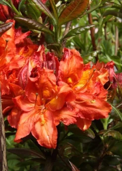 Mary Poppins Azalea (Rhododendron) - 5 Gallon Pot -Lawn Starter Shop Native Azalea Mary Poppins 5