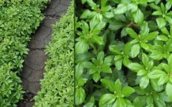 Green Carpet Pachysandra - Japanese Spurge - 18 Count Flat Of Pint Pots -Lawn Starter Shop Pachysandra Green Carpet