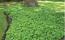 Green Carpet Pachysandra - Japanese Spurge - 18 Count Flat Of Pint Pots -Lawn Starter Shop Pachysandra Green Carpet Landscape
