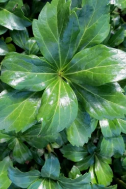 Green Sheen Pachysandra - Japanese Spurge - 18 Count Flats Of Pint Pots